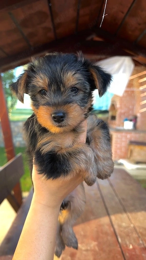 yorshireTerrier - imagine 3