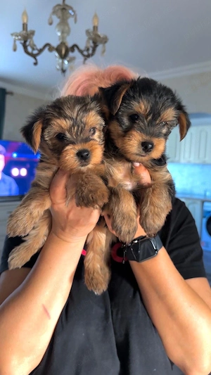 yorshireTerrier - imagine 2