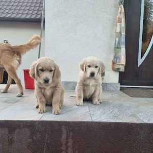Caută casă nouă 