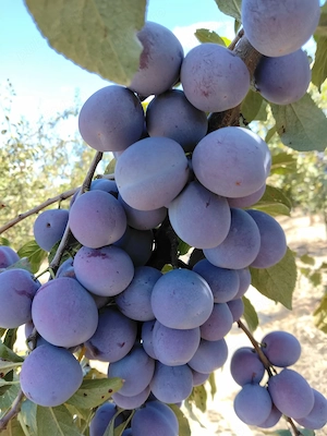 Prune Anaspet duci zemoase bine coapte cu randament 100%