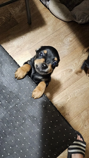 vand pinscher pitic