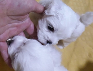 Bichon malteztalie mica - imagine 3