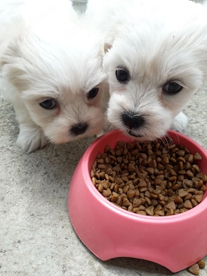 Bichon malteztalie mica - imagine 4