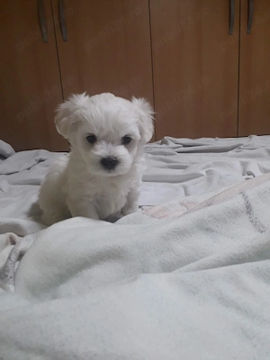 Bichon malteztalie mica - imagine 2