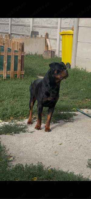 vand mascul rottweiler cu pedigree - imagine 2