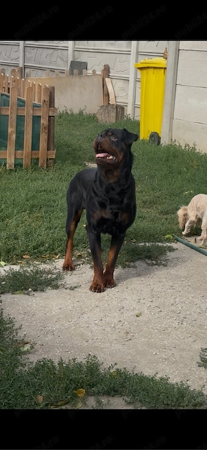 vand mascul rottweiler cu pedigree