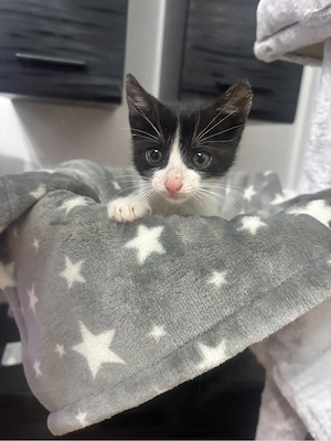 Adoptie motanel - imagine 2