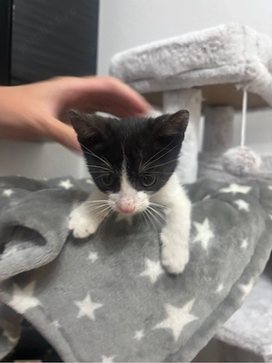 Adoptie motanel
