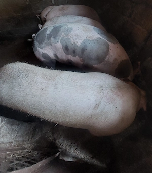 Porci rasă de Carne la 170-250 Kg