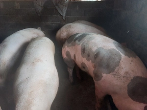 Porci rasă de Carne la 170-250 Kg - imagine 2