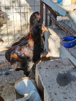 cocosi araucana potîrnichiu sălbatic, cu si fără favoritii