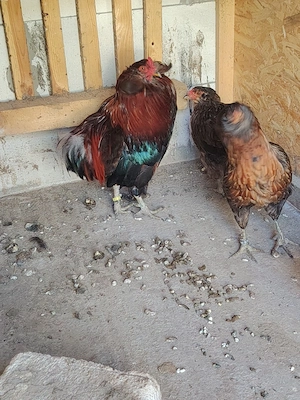 cocosi araucana potîrnichiu sălbatic, cu si fără favoritii - imagine 3