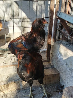 cocosi araucana potîrnichiu sălbatic, cu si fără favoritii - imagine 5