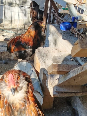cocosi araucana potîrnichiu sălbatic, cu si fără favoritii - imagine 2