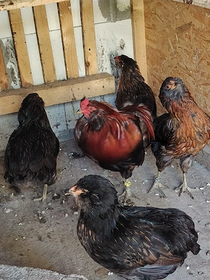 cocosi araucana potîrnichiu sălbatic, cu si fără favoritii - imagine 4