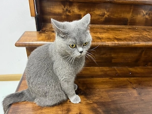 Pisica british shorthair blue - imagine 5