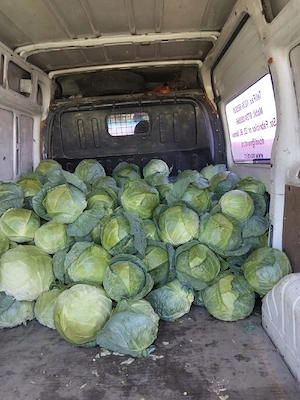 de vânzare varză de Buzău 