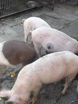 Șoldani de la 30-50 kg