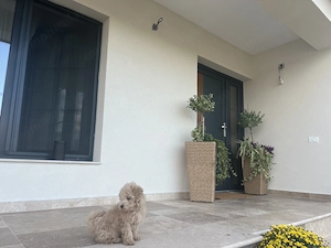 Vând cățel maltipoo!
