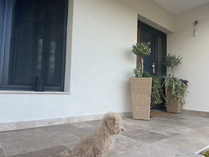 Vând cățel maltipoo! - imagine 2