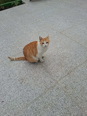 Caut stăpân iubitor 