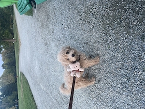  Vând cățel Maltipoo !