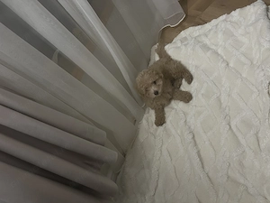 Vând cățel maltipoo! - imagine 4