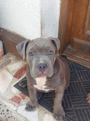Mascul American Bully de vanzare , sector 3