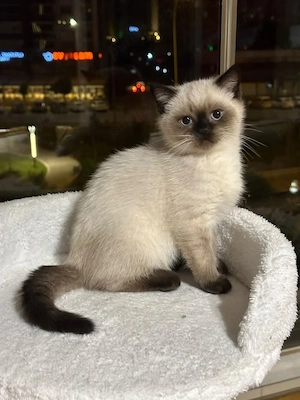 Britihs shorthair