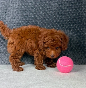 Puiuti Pudel  Poodel  Caniche roscat toy - imagine 2