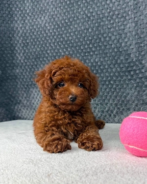 Puiuti Pudel  Poodel  Caniche roscat toy