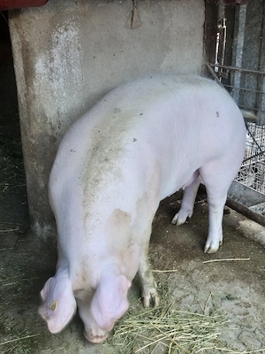 De vanzare purcea de carne crescuta la tara. - imagine 4
