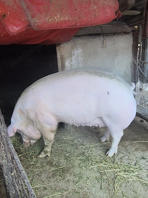De vanzare purcea de carne crescuta la tara. - imagine 2