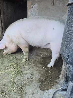 De vanzare purcea de carne crescuta la tara.