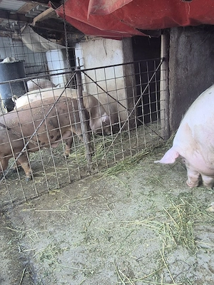 De vanzare purcea de carne crescuta la tara. - imagine 5