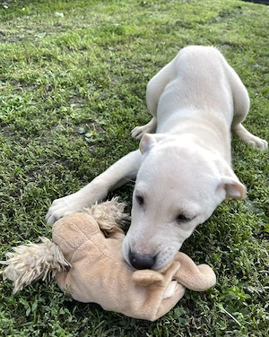 labradori retriever pui - imagine 2