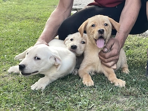 labradori retriever pui