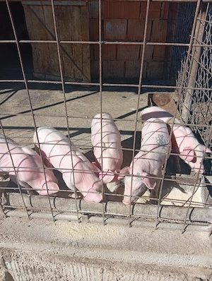 Vând purceii de 8 săptămâni 