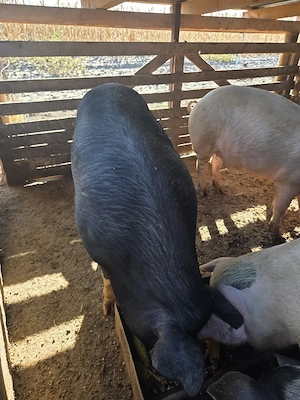 Porci de vanzare - imagine 3