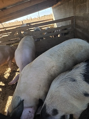 Porci de vanzare