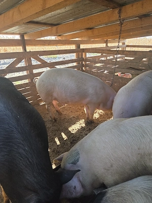Porci de vanzare - imagine 2