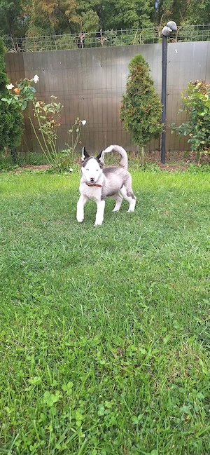 Husky 3 luni cu părinți cunoscuți!