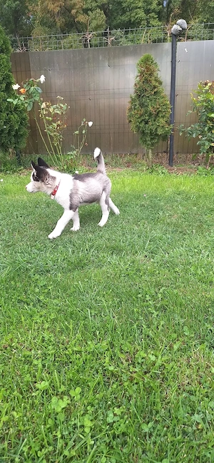 Husky siberian 3 luni cu părinți cunoscuți. - imagine 2