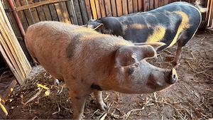 porci de vanzare in viu - imagine 4