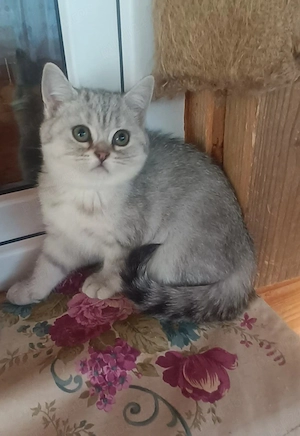 Brithish chincilla silver 