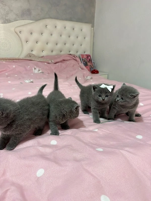 pisoi british shorthair blue