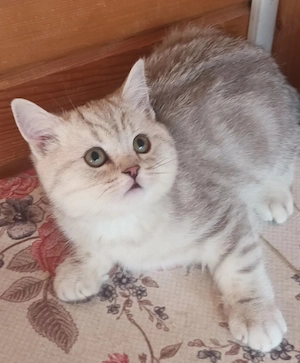Brithish chincilla silver 