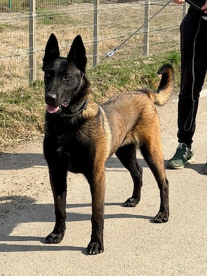 Malinois disponibil! - imagine 2