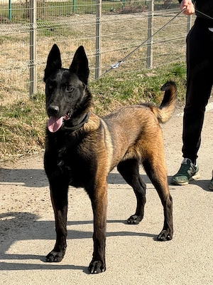 Malinois disponibil!