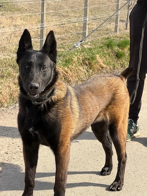 Malinois disponibil! - imagine 3